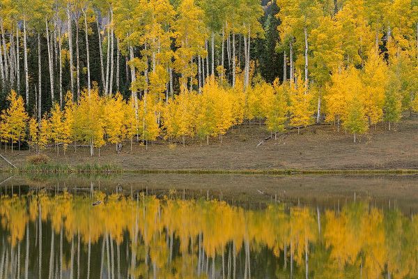 Jaynes Gallery 아티스트의 USA-Colorado-Uncompahgre National Forest Autumn-colored aspens reflect in lake작품입니다.